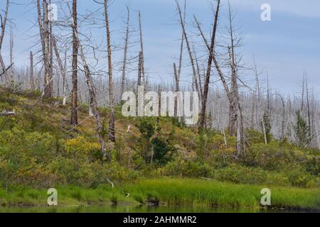 Dead Forest, killed by the Norilsk Nickel Plant. South east of Norilsk, a forest of dry trees stretches for hundreds of kilometers. Stock Photo