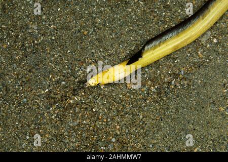 Longfin snake eel, Pisodonophis cancrivorus, is an eel in the family Ophichthidae worm/snake eels Stock Photo