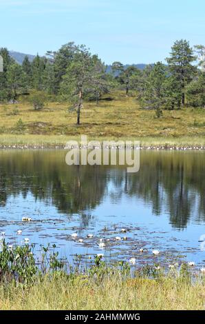 Waterlilies growing in a small pond in a swamp landscape Stock Photo