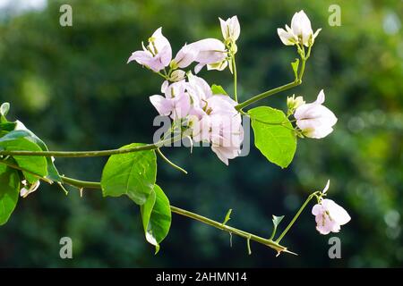 Pink flowers of a Bougainvillea bush close up On the Greek Island of Cephalonia, Ionian Sea, Greece Stock Photo