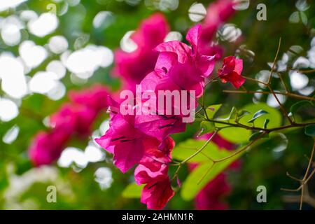 Pink flowers of a Bougainvillea bush close up On the Greek Island of Cephalonia, Ionian Sea, Greece Stock Photo