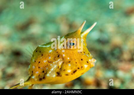 Longhorn cowfish, Lactoria cornuta, also called the horned boxfish, is a variety of boxfish from the family Ostraciidae Stock Photo