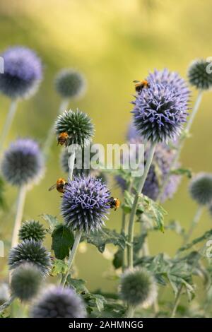 The Common Carder Bee (Bombus Pascuorum) Feeding on a Group of Globe Thistle (Echinops Bannaticus) Flowers Stock Photo