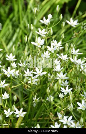 Starshaped white star-of-betlehem flowers in a garden Stock Photo