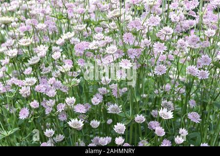 Big group of Great masterwort Astrantia major flowering in a garden