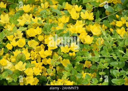 Golden creeping Jenny Lysimachia nummularia flowering yellow flowers Stock Photo