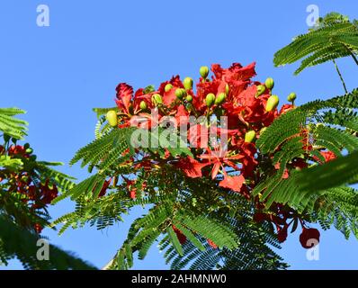 Flamboyant tree Delonix regia flowering against blue sky Stock Photo