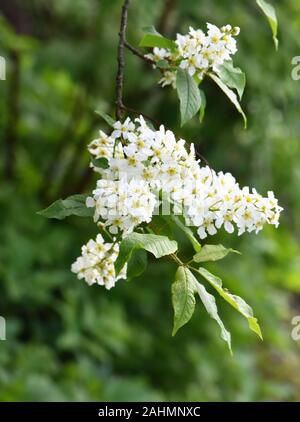 Bird cherry tree Prunus padus flowering white flowers in spring Stock Photo