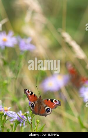 A Peacock Butterfly (Aglais Io) Basking on a Michaelmas Daisy (Symphyotrichum Novi-Belgii) with a Second Butterfly Visible on an Adjacent Flower Stock Photo
