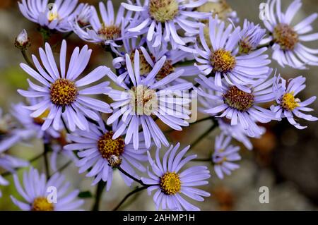 European michaelmas daisy Aster amellus Stock Photo