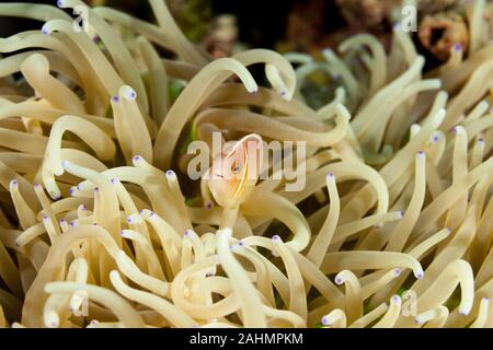 Nosestripe clownfish or nosestripe anemonefish,skunk clownfish, Amphiprion akallopisos Stock Photo