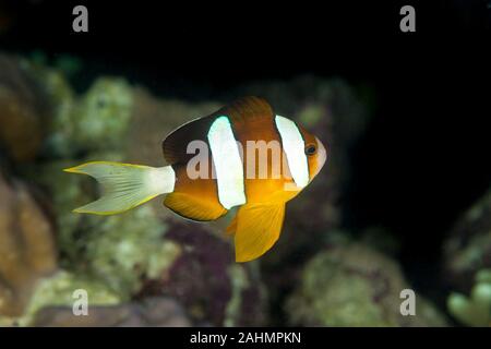 Clownfish or anemonefish are fishes from the subfamily Amphiprioninae in the family Pomacentridae Stock Photo