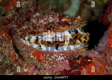 Spondylus varius, is a species of large saltwater clam, a marine bivalve mollusc in the family Spondylidae Stock Photo