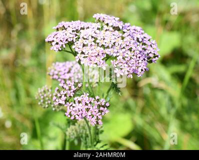 Pink common yarrow wildflower Achillea millefolium growing in i field Stock Photo