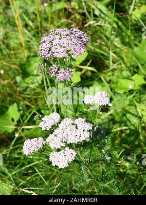 Pink common yarrow wildflower Achillea millefolium growing in i field Stock Photo