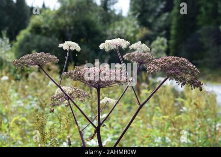Wild angelica sylvestris growing in a field Stock Photo