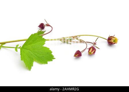 Water avens Geum rivale isolated on white background Stock Photo