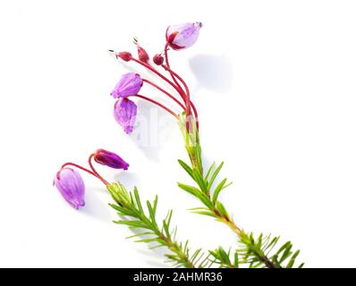 Purple mountain heather Phyllodoce caerulea flowering on white background Stock Photo