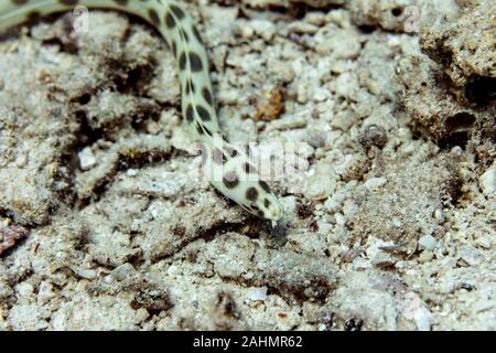 Myrichthys maculosus is a snake eel from the Indo-Pacific Stock Photo