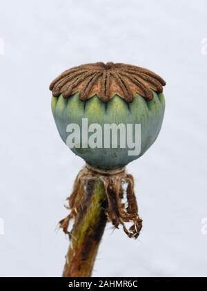 Seed capsule from poppy plant against a gray wall Stock Photo