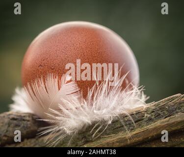 egg on feather Stock Photo