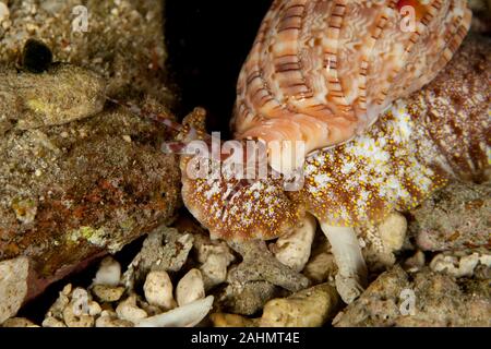 Harpa Harpa sea snails Stock Photo