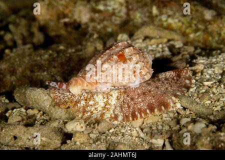 Harpa Harpa sea snails Stock Photo