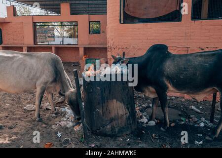 Cows Eating Trash On The Street In India An Environmental Issue Stock Photo