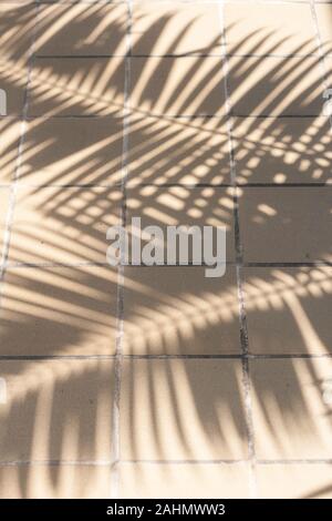 Shadows of palm fronds on a tiled floor. Stock Photo