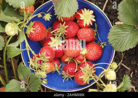 Fragria. Freshly picked cultivated garden strawberries in a summer kitchen garden. UK Stock Photo