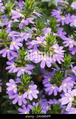 Scaevola aemula 'Abanico Blue' Fairy fan flower, in a hanging basket in a late summer garden. UK Stock Photo