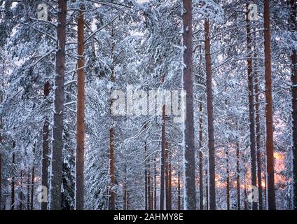 Finnish Rovaniemi a city in Finland and the region of Lapland Santa Park forest Stock Photo