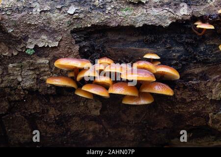 Wild Enoki mushrooms on a dead tree, also called Flammulina velutipes or Gemeiner Samtfussrübling Stock Photo