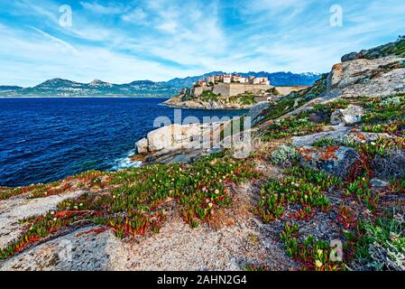 Calvi Citadel and Old city seen from Revellata Peninsula, Rocks and Carpobrotus flowers are at foreground, Balagne, Haute-Corse, France Stock Photo