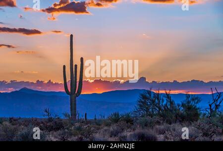 Vibrant Desert Sunrise in Arizona  With Cactus in Foreground and mountain in background. Stock Photo