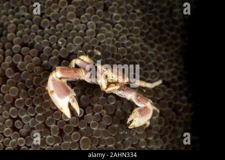 Porcelain crab from the Indo-Pacific region, Neopetrolisthes maculatus Stock Photo