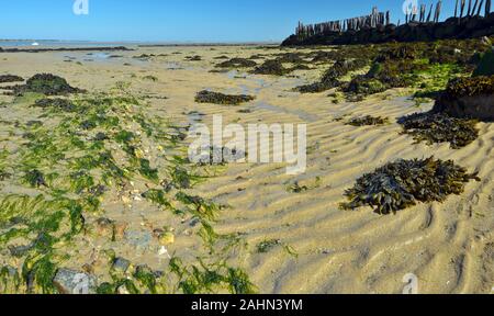 Sandy beach at low tide next by oyster farm of Fromentine aquaculture village, France, Vendee, Pay de la loire. Wet sans texture and algae plants are Stock Photo