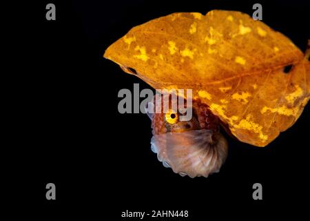 Paper nautilus, sitting on a leaf, Argonauta argo, the argonauts (genus Argonauta, the only extant genus in the family Argonautidae) are a group of pe Stock Photo