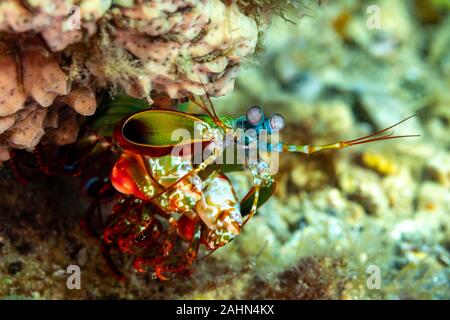 Peacock-, harlequin-, painted- or clown mantis shrimp, Odontodactylus scyllarus Stock Photo