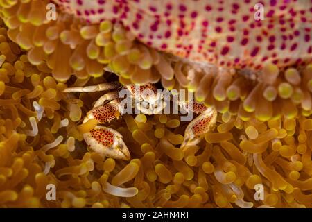 Porcelain crab from the Indo-Pacific region, Neopetrolisthes maculatus Stock Photo