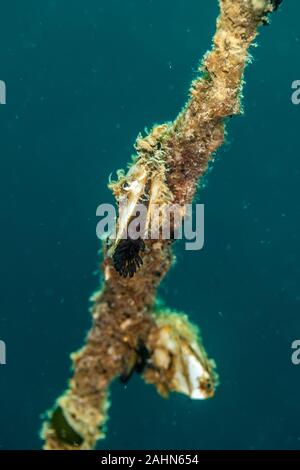 Pelagic gooseneck barnacle or smooth gooseneck barnacle, Lepas anatifera