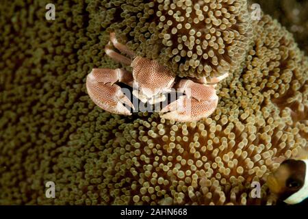 Neopetrolisthes maculatus is a species of porcelain crab from the Indo-Pacific region Stock Photo