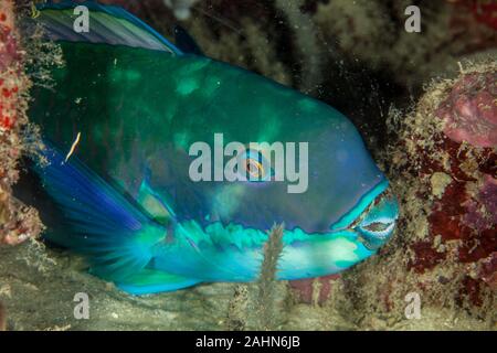 Indian Ocean Steephead Parrotfish, Heavybeak Parrotfish, Purple-headed Parrotfish, Steephead Parrotfish, Chlorurus strongylocephalus, scarus strongylo Stock Photo