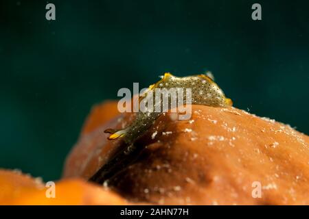 Ornate Sapsucking Slug Stock Photo