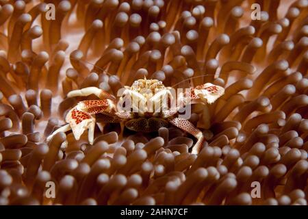 Neopetrolisthes maculatus is a species of porcelain crab from the Indo-Pacific region Stock Photo