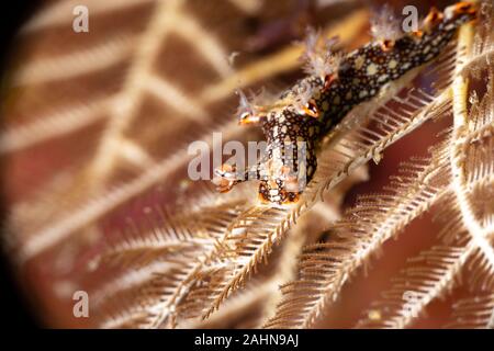 Snakey Bornella, Eel Bornella, Bornella anguilla is a species of sea ...