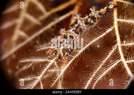 Snakey Bornella, Eel Bornella, Bornella anguilla is a species of sea ...