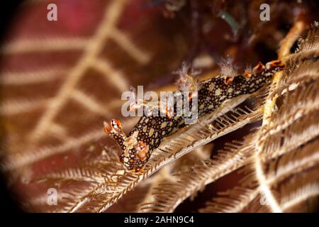 Snakey Bornella, Eel Bornella, Bornella anguilla is a species of sea ...