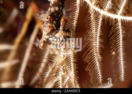 Snakey Bornella, Eel Bornella, Bornella anguilla is a species of sea ...
