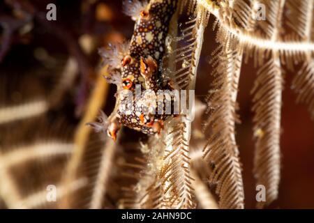 Snakey Bornella, Eel Bornella, Bornella anguilla is a species of sea ...